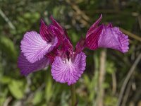Anacamptis papilionacea 59, Saxifraga-Willem van Kruijsbergen