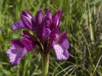 Anacamptis papilionacea 61, Saxifraga-Willem van Kruijsbergen