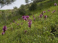 Anacamptis papilionacea 63, Saxifraga-Willem van Kruijsbergen