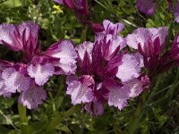 Anacamptis papilionacea 64, Saxifraga-Jan van der Straaten