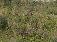 Anacamptis papilionacea 65, Saxifraga-Willem van Kruijsbergen