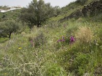 Anacamptis papilionacea 67, Saxifraga-Willem van Kruijsbergen