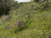 Anacamptis papilionacea 69, Saxifraga-Willem van Kruijsbergen