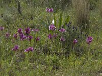 Anacamptis papilionacea 71, Saxifraga-Willem van Kruijsbergen