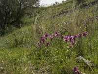 Anacamptis papilionacea 73, Saxifraga-Willem van Kruijsbergen