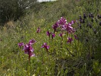 Anacamptis papilionacea 75, Saxifraga-Willem van Kruijsbergen
