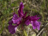 Anacamptis papilionacea 77, Saxifraga-Willem van Kruijsbergen