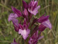 Anacamptis papilionacea 79, Saxifraga-Willem van Kruijsbergen