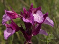 Anacamptis papilionacea 81, Saxifraga-Willem van Kruijsbergen