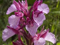 Anacamptis papilionacea 83, Saxifraga-Willem van Kruijsbergen