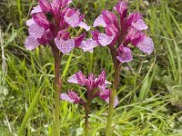 Anacamptis papilionacea 84, Saxifraga-Jan van der Straaten