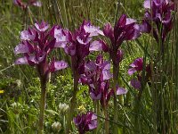 Anacamptis papilionacea 86, Saxifraga-Willem van Kruijsbergen
