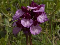 Anacamptis papilionacea 87, Saxifraga-Willem van Kruijsbergen