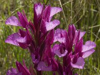 Anacamptis papilionacea 89, Saxifraga-Willem van Kruijsbergen