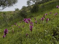 Anacamptis papilionacea 90, Saxifraga-Willem van Kruijsbergen