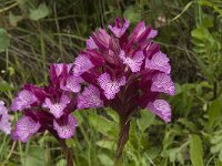 Anacamptis papilionacea 93, Saxifraga-Willem van Kruijsbergen