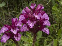 Anacamptis papilionacea 94, Saxifraga-Willem van Kruijsbergen
