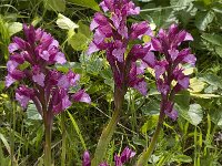 Anacamptis papilionacea 96, Saxifraga-Willem van Kruijsbergen