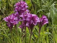 Anacamptis papilionacea 97, Saxifraga-Willem van Kruijsbergen