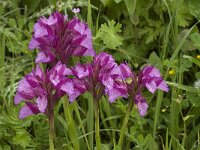 Anacamptis papilionacea 99, Saxifraga-Willem van Kruijsbergen