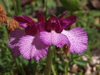 Anacamptis papilionacea ssp expansa 100, Saxifraga-Hans Dekker