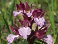 Anacamptis papilionacea ssp expansa 101, Saxifraga-Hans Dekker