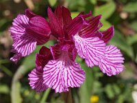 Anacamptis papilionacea ssp expansa 102, Saxifraga-Hans Dekker