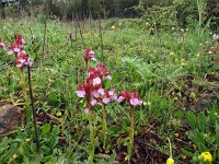 Anacamptis papilionacea ssp grandiflora 103, Saxifraga-Hans Dekker