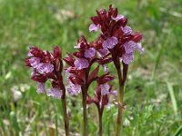 Anacamptis papilionacea ssp grandiflora 104, Saxifraga-Hans Dekker