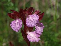 Anacamptis papilionacea ssp grandiflora 105, Saxifraga-Hans Dekker