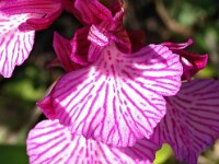 Anacamptis papilionacea ssp grandiflora 109, Saxifraga-Hans Dekker