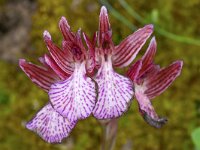 Anacamptis papilionacea ssp heroica 124, Saxifraga-Harry Jans