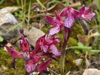 Anacamptis papilionacea ssp heroica 127, Saxifraga-Harry Jans