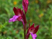 Anacamptis papilionacea var alibertis 106, Saxifraga-Hans Dekker
