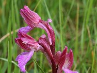 Anacamptis papilionacea var alibertis 107, Saxifraga-Hans Dekker