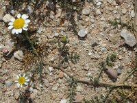 Anacyclus clavatus 2, Saxifraga-Jan van der Straaten