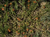 Anagallis arvensis ssp arvensis 7, Rood guichelheil, Saxifraga-Jan van der Straaten