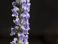 Anarrhinum bellidifolium 12, Saxifraga-Willem van Kruijsbergen