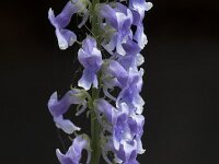 Anarrhinum bellidifolium 13, Saxifraga-Willem van Kruijsbergen