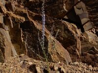 Anarrhinum bellidifolium 6, Saxifraga-Ed Stikvoort