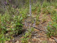 Anarrhinum bellidifolium 9, Saxifraga-Ed Stikvoort
