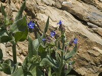 Anchusa azurea 16, Blauwe ossentong, Saxifraga-Jan van der Straaten
