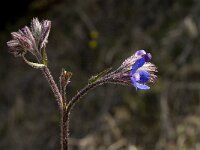 Anchusa azurea 19, Blauwe ossentong, Saxifraga-Jan van der Straaten