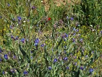 Anchusa azurea 2, Blauwe ossentong, Saxifraga-Jan van der Straaten