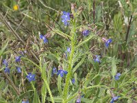 Anchusa azurea 20, Blauwe ossentong, Saxifraga-Jan van der Straaten