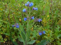 Anchusa azurea 24, Blauwe ossentong, Saxifraga-Ed Stikvoort