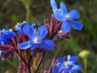 Anchusa azurea 27, Blauwe ossentong, Saxifraga-Ed Stikvoort