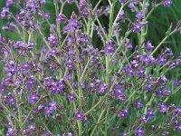 Anchusa azurea 3, Blauwe ossentong, Saxifraga-Piet Zomerdijk