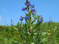 Anchusa azurea 30, Blauwe ossentong, Saxifraga-Ed Stikvoort