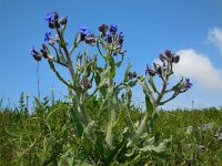 Anchusa azurea 31, Blauwe ossentong, Saxifraga-Ed Stikvoort